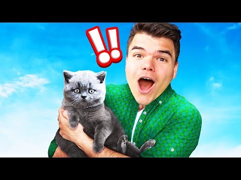 I Became a CAT SHELTER Owner! (Simulator)