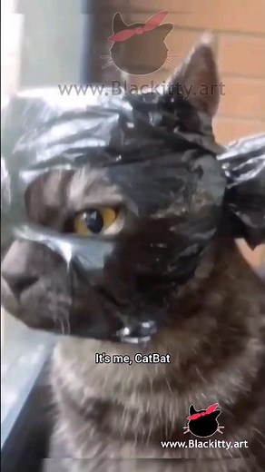 Best Cat Comedy Voiceover