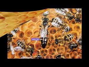 Bees and Their Hives Read Along