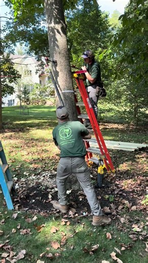 About TABs - Treehouse Hardware Installation #woodworking #tree #diy #treehousedesign #treehouse