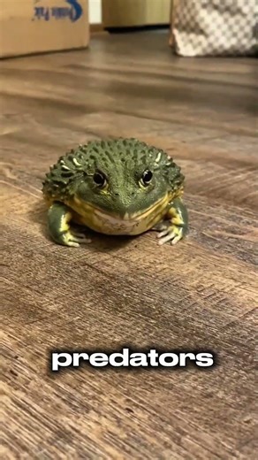Why Frogs Scream Before They Die#animals #frog #shorts #facts