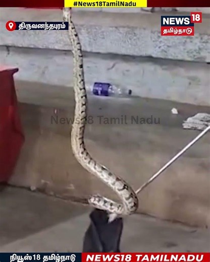 Python |திருவனந்தபுரம்அருகே மார்க்சிஸ்ட்கம்யூனிஸ்ட் அலுவலகத்தின்மேற்கூரையில் இருந்த மலைப்பாம்பு|N18S