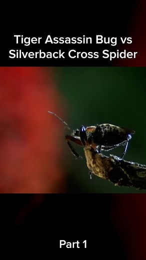 #insects Tiger Assassin Bug vs Silverback Cross Spider #bug #animals #viral #fyp