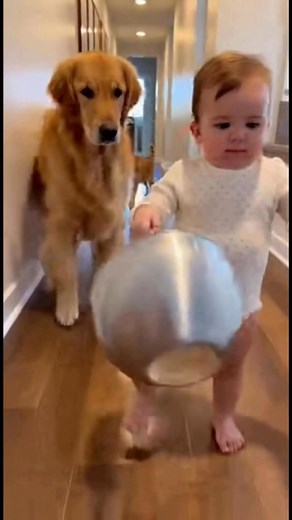 185K views · 4.9K reactions | THE BABY’S MARCHING BAND — Pets Join the Parade | Endless Awws | Facebook
