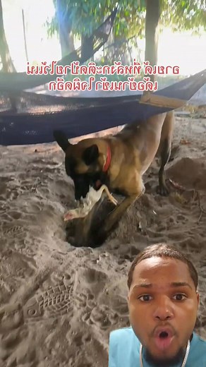 Encuentran a este perro en esta acción 😱 #viralreells #perros #perroviral #mundial #mundo #disney | Dariel Reaccionado