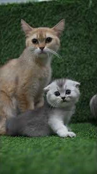 Meet our Scottish Fold kitten 🐱