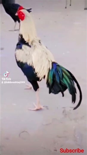 " White Java Aseel Murga "#Age 9 Month Old.