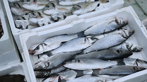 Poêler sur du poisson fraîchement congelé préparé et prêt à être vendu au marché aux poissons