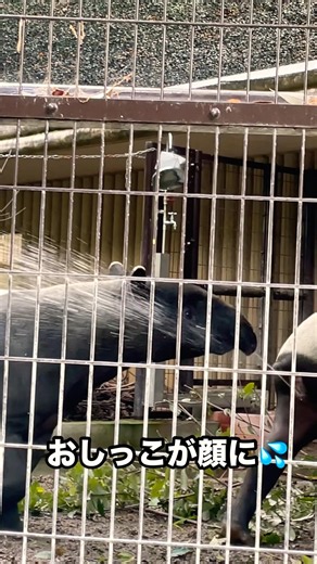 マレーバク注意😂モドゥとコモレ #東山動物園 #shorts
