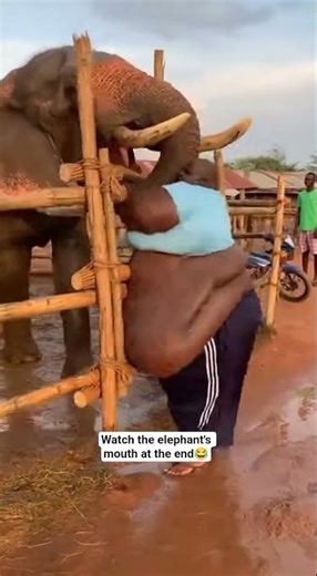 what's the elephant trying to do😂 #trending #funny #youtubeshorts #shorts #viral