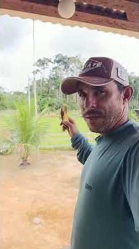 Xodó loves bananas the most #farm #ranch #amazingnature #horses