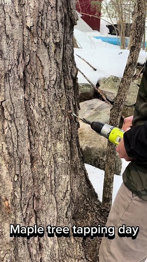 Finally time to tap the maple trees. #nh #nhhomestead #homestead #maplesyrup #almostspring