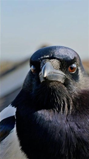 Ultrasonic Sound to Keep Crows, Ravens & Magpies Away From Roof and Patio #homeprotection