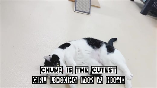 4.2K views · 86 reactions | Meet Chunk, the softest, sweetest girl ...