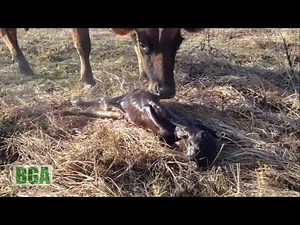 【感動】野原で牛が赤ちゃん出産しました｜cow birth