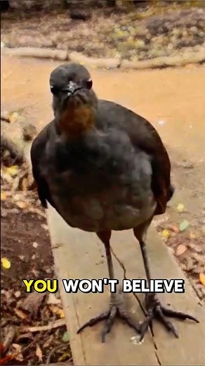 LYREBIRD The Bird Mimicking Everything It Hears #lyrebird #animals #wildlife #nature