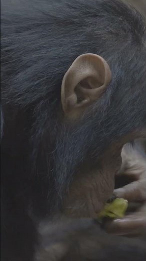 Chimpanzee Tool Use - Sponging