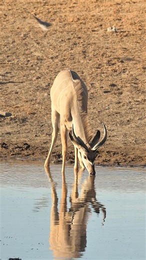 At the waterhole, the Kudu’s reflection mirrors the calm and beauty of Etosha’s wild heart. #namibia #etosha #kudu #safari #travel #wildlife #traveller #visitnamibia #africansafari #explore #wildlifephotography #madbookings | Madbookings - Travel Experts in Africa & Asia