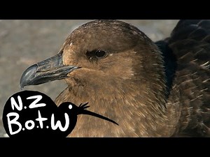Subantarctic skua - New Zealand Bird of the Week