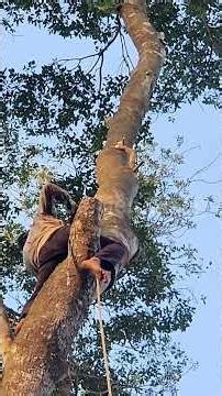 Đệ tử Vua Khỉ cưa nguyên đọt cây Xà Cừ Cutting nacre tree