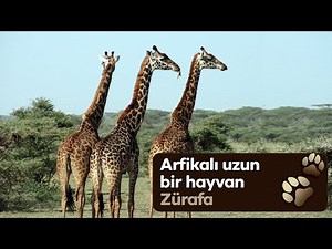 Günümüzde karada yaşayan en uzun boylu hayvan “Zürafa” #zürafa#doğakaşifi#hayvanlaralemi