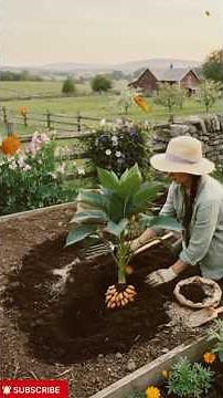 How we can Grow peanuts at home