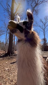 Happy National Llama Day 🦙 From your favorite llama, Fernando!Drop this boy some 💚s!#nationalllamaday #llamarescue #llamas | The Riley Farm Rescue