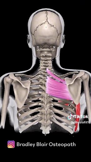 Scapular Protraction vs. Retraction: Anatomy & Muscles