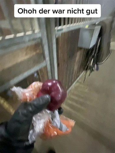 Feeding a Horse with Apples and Oranges in a Stable