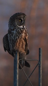 7.1K views · 249 reactions | You're not dreaming, you're in Homer. 朗 : @saari_photos #VisitHomer #AlaskaWildlife #HomerAlaska | Visit Homer Alaska | Facebook