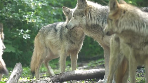 204K views · 19K reactions | This is what a wolf family looks like. ...
