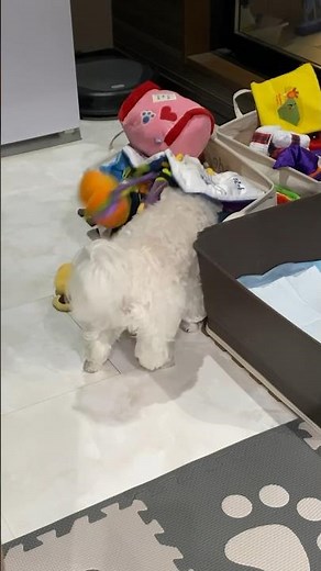 Just when I thought he was messing around with something... #shorts #cutedog #maltese