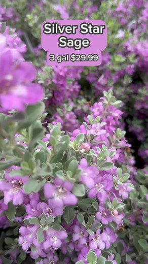 44 reactions · 10 comments | SILVER STAR SAGE - AVG SIZE: 3-5’T x...