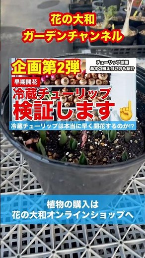 【比較実験】冬にチューリップが開花？冷蔵チューリップの生育は早いです！【カーメン君】【宿根草】【球根】