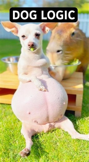 Baxter vs Capybara Eating Contest GONE WRONG! 😳 #funnydogs #viralshorts #comedy #fyp