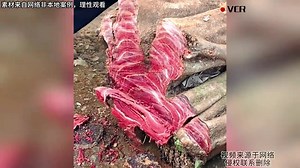 百年鸡血藤切开像极了五花肉，树藤大过水桶