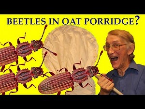 How Did Sawtoothed Grain Beetles Orysaephilus surinamensis Infest Oat Flakes and Oat Porridge?