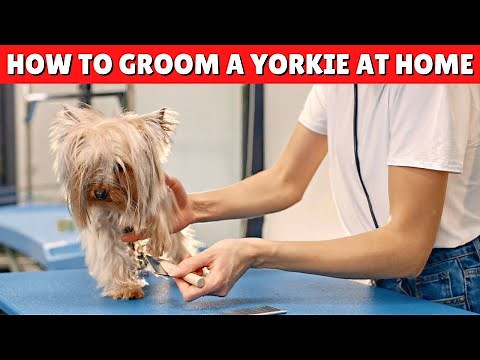 How to Groom a Yorkie AT HOME 🛁 ✂️ EASY and EFFECTIVE