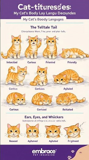 Cat Body Language Explained in Seconds! 🐱