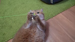 75K views · 8.5K reactions | How To Jump Rope For Beginners 露 | Hosico Cat | Facebook