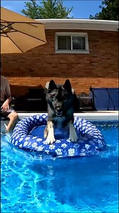 22K views · 759 reactions | It's a hot one today! Which means swimming pool party for the dogs! These dog all love to swim, yes even Memphis! She does prefer to float, but once you put her down in the pool, she will swim laps just like the other dogs! #poolparty #dogsswimming #dogslife #poolday #dogdaysofsummer | Gone to the Snow Dogs | Facebook