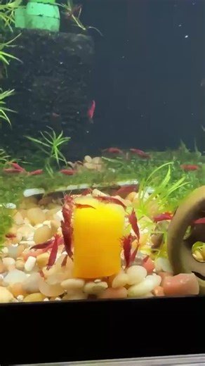 16K views · 213 reactions | Trick or Treat?  (Pumpkin Edition) #aquariumcoop #aquascaping #fishtank #halloween | Aquarium Co-Op | Facebook