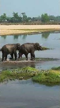 Elephant river crossing #rahul_chakraborty #wildlife #nature #elephant
