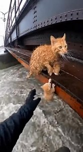 Raging floodwaters slam against the bridge as a terrifed mother cat clings to the beams, desperately trying to lift her kittens to safety. One slip—and they’re gone forever. The rescuer fights the current, grabbing each kitten in the final seconds. A powerful rescue in the middle of the storm. #AnimalAntics #CatRescue #AnimalRescue | Animal Antics