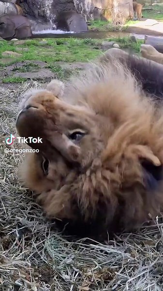 Big kitty cuddle committee The African lions love a good roll in the hay, especially when it comes from the rhino barn. #lion #cat #cute #animals