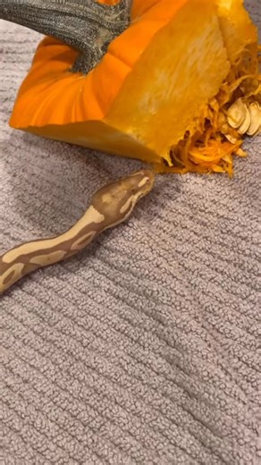 #ballpython #ballpythons #ballpythonmorphs #royal Python #ballpythonsofinstagram #python #pythons #snake #snakes #snek #reptile #reptiles #reptilesofinstagram #reptilelover #reptilekeeper #pet #pets #daily #instagram #tiktok #reels #cute #fun #happy #ballpythonsoftiktok #boise #idaho | Black Lake Reptiles