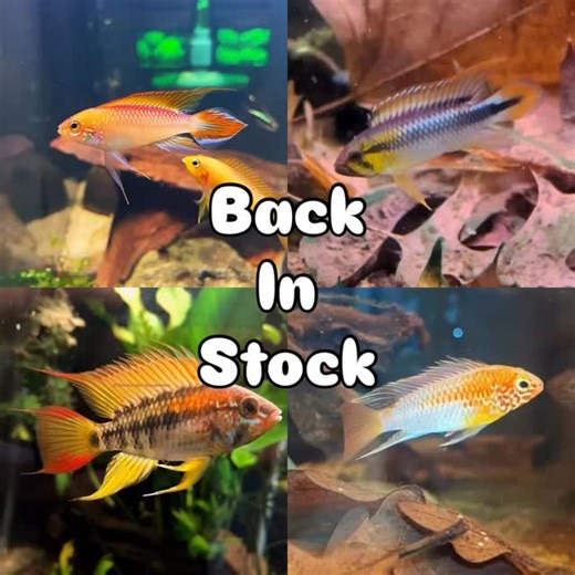 🍁🍂Back in stock allert! 🍂🍁 - A.sp.abacaxis 3 pairs - A.macmasteri 3 pairs - A.macmasteri gold 4 pairs - A.agassizii fire gold 6 pairs - A.elizabethea 1 pair. Be quick as some of these have 40 people on the wait list. 🍁🍂 #fishtank #aquariumhobby #aquarium #aquascape #apistogramma | Blackwater Aquariums