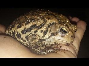 American toad setup and feeding!!!