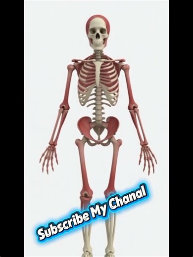 "3D Skeleton Walking – Muscles in Real Motion!”#ShortsAnimation
