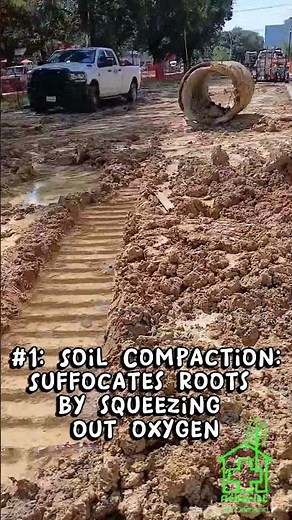 3 Common Tree Care Mistakes That can Hurt / 'Unalive' Trees - ISA #Arborist Explains